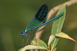Calopteryx splendens