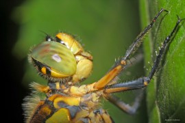 cap libelula galbena colorata 2