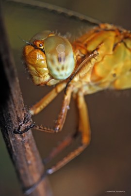 Crocothemis erythraea 2