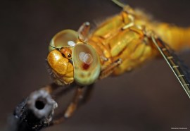 Crocothemis erythraea