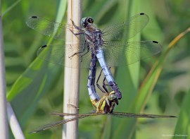 cuplu libelule 1