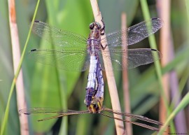 cuplu libelule 3