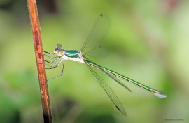 Lestes sponsa 2