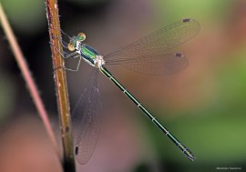 Lestes sponsa