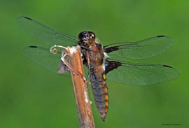 Libellula depressa 2