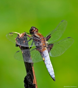 Libellula depressa 4
