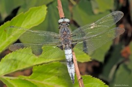 Libellula fulva 2