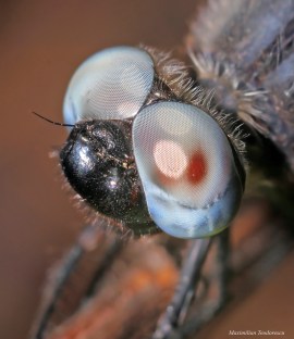 Libellula fulva 3