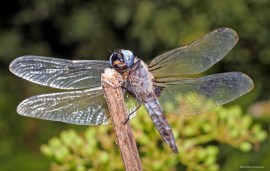 Libellula fulva