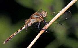 Orthetrum albistrylum 2