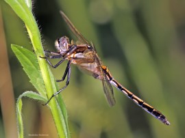 Orthetrum albistrylum 3