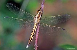 Orthetrum albistrylum