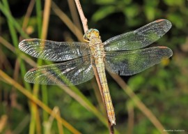Orthetrum brunneum 2