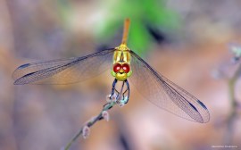 Sympetrum sanguineum 4