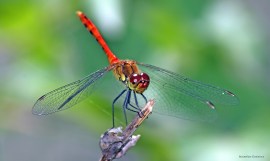 Sympetrum sanguineum1