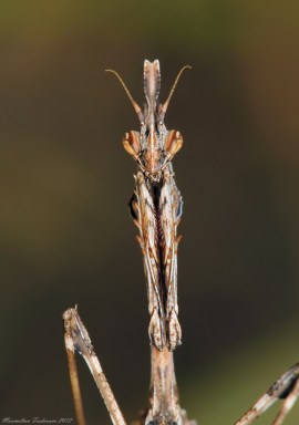 empusa 1
