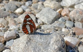 limenitis 2