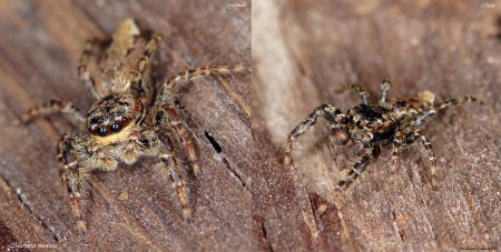 Marpissa muscosa male and female
