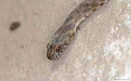 IMG_7016p