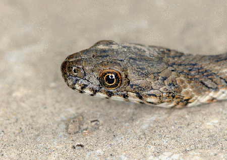 snake eye