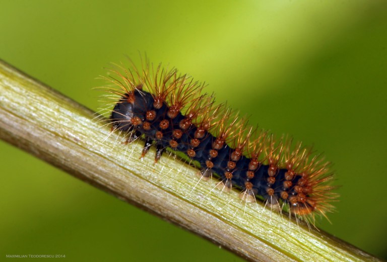 larva L1