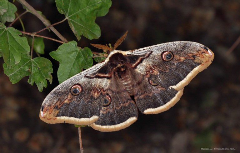 Saturnia pyri adult