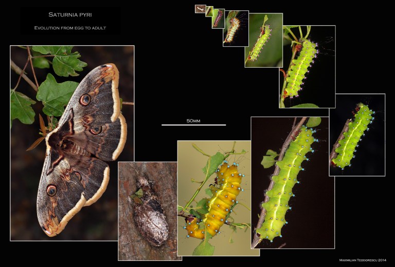 Saturnia evolution b