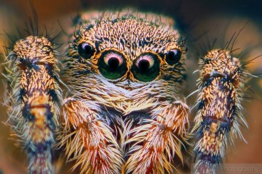 salticid 2