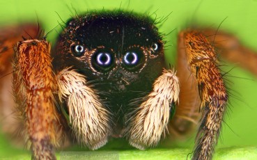 salticid