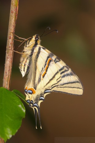 coada randunicii alb