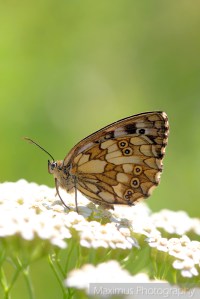 melanargia 1