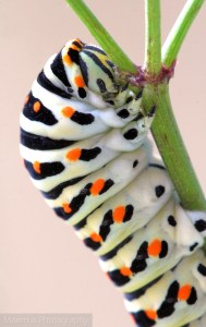 omida machaon 1