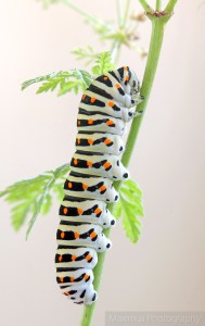 omida machaon 2