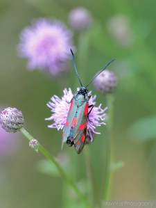 zygaena 1