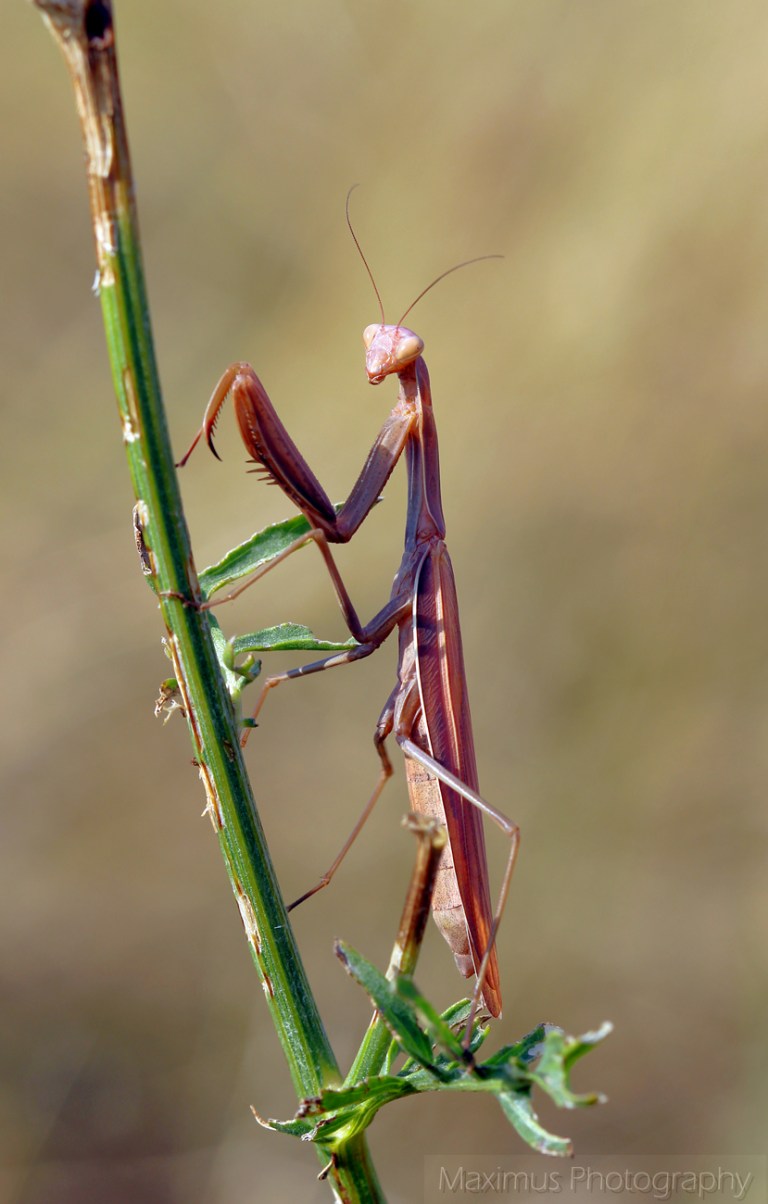 mantis 1.jpg