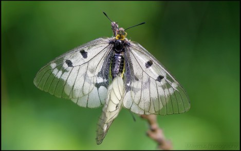 parnassius 5.jpg