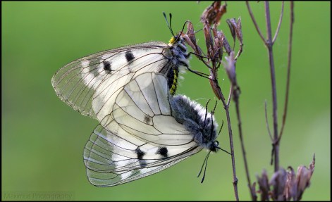 parnassius 6.jpg