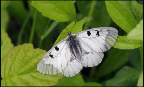 parnassius 9.jpg