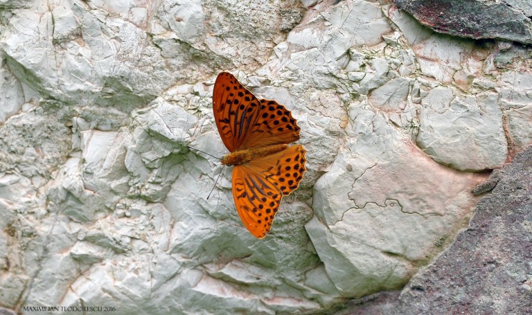 argynnis.jpg