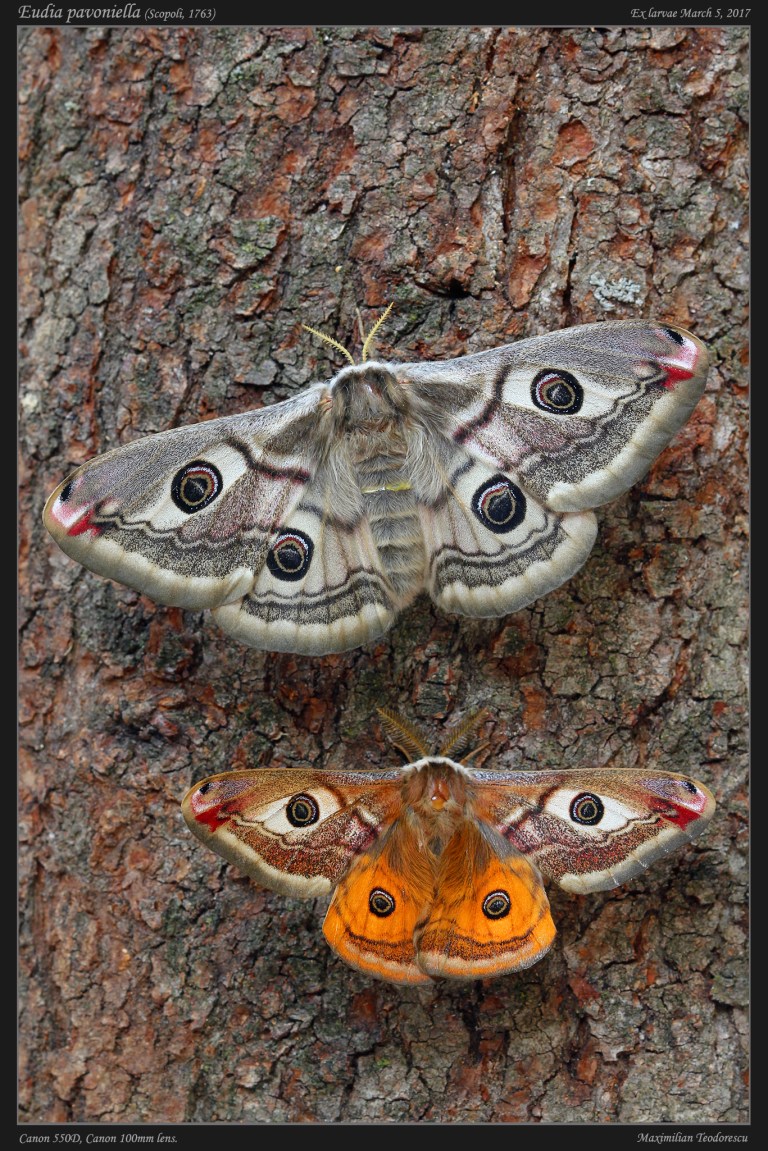 Eudia_pav.jpg