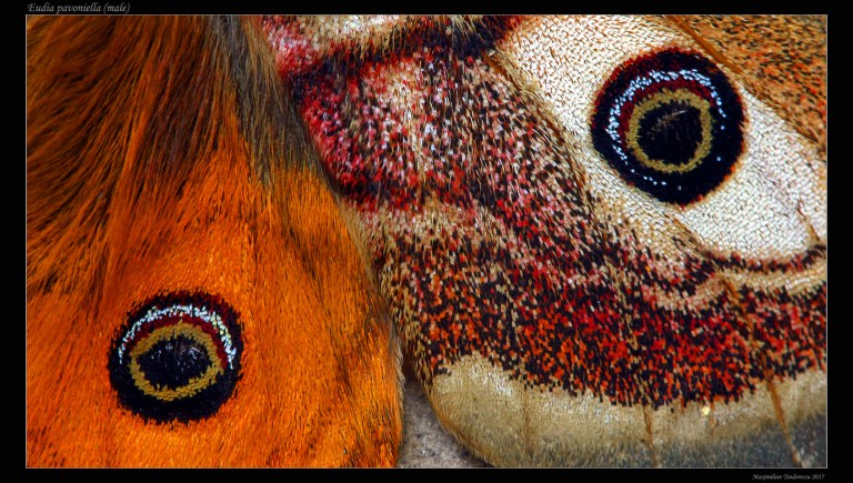 Eudia_pav_male.jpg