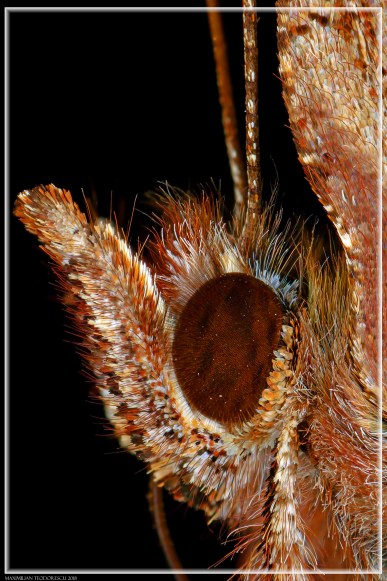 POLYGONIA C ALBUM HEAD.jpg