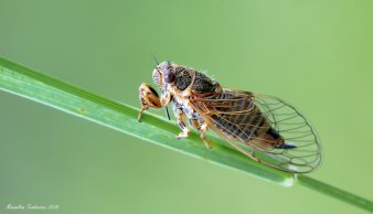 cicada1.jpg