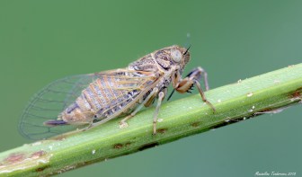cicada2.jpg