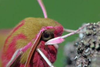 Deilephila elpenor 4.jpg