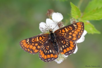 Euphydryas maturna 1.jpg