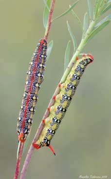 hyles euphorbiae3.jpg