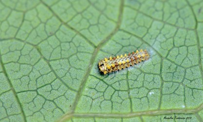 larva cerisy 2.jpg