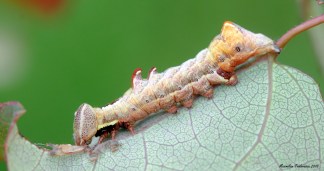 larva.jpg