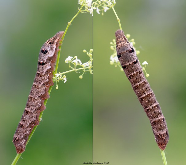 larva2.jpg
